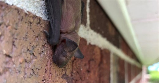 Rabid bat found in Two Rivers Public Health Department area