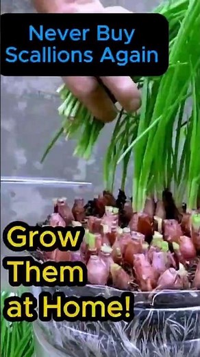 Scallion Secrets: The Easiest Vegetable to Grow in Weeks