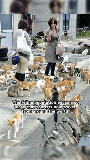 The Japanese Island Overrun by Cats #travel #cats #japan