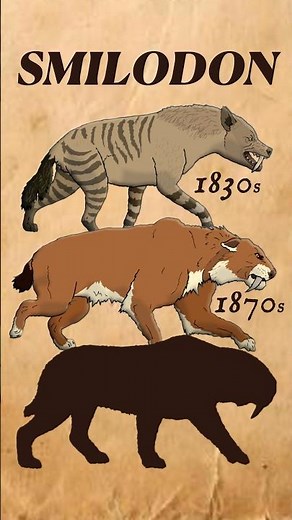 Smilodon started as a Hyena #extinctanimals