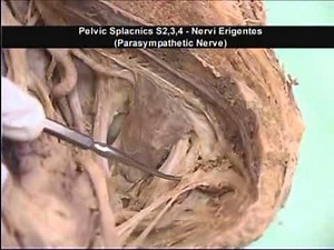 Anatomy-Pelvis and Perineum Videos-3