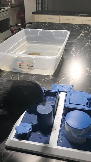 Clever Raven Solves Puzzle with Aplomb