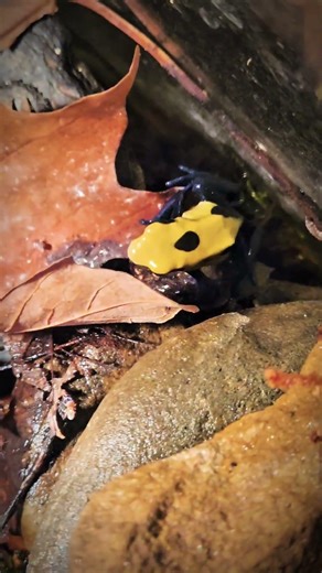 Silent Hunter at Work 🐸#DartFrog #FeedingTime #TerrariumLife
