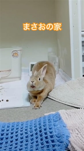 まさお🐰あく🥱ばない😆 | Not Quite a Yawn