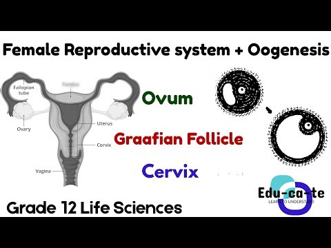 Female Reproductive System - Pro Version