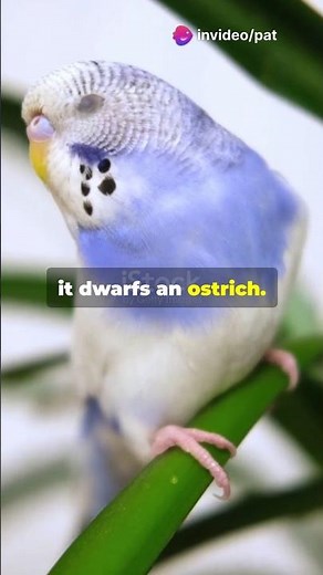 Meet The Elephant Bird.