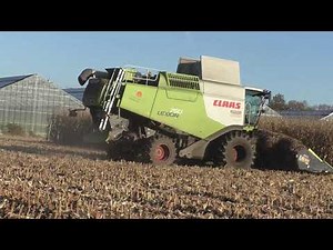 Claas Lexion 750 TT mit 8 reihigen GERINGHOFF Mais Pflücker beim Körner Mais Dreschen in der