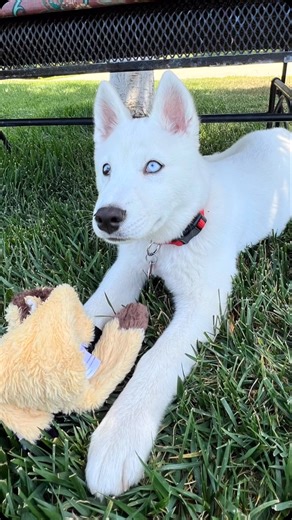 Shadow Husky Rescue, Inc. on Instagram: "Master Wolf has a 3 month old beautiful pure white female husky that’s an Owner Surrender puppy named Nova that will have your heart coming out of your chest! Soooo cute! Nova will be with me on Saturday up in New Hall at the Adoption Event in the Santa Clarita area for everyone to love on! Here is what the owner had to say about Nova- Hi Tim, “I am fostering a beautiful 3 month old white husky named Nova Need help rehoming/adopting She has had her first 