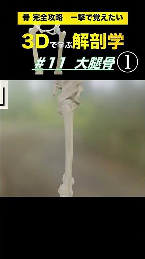 大腿骨と骨盤【3Dで学ぶ解剖学】大腿骨の特徴を立体的に学んで臨床や運動指導で活かそう👍 #大腿骨 #大腿骨頸部骨折 #大腿四頭筋