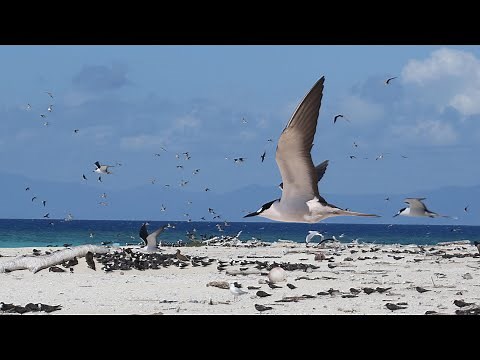 Tern birds - The video part1