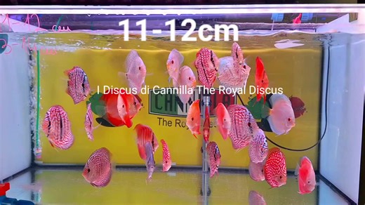 Discus 11-12cm disponibili in negozio. Varietà disponibile: Red Melon, Red Cover, Blu Diamond, Snake Skin Red, Turquoise Red, Pigeon Checkerboard, Red Ica, Orange Panda, Blu Scorpion Spotted, Leopard, Blue Leopard, Blue Leopard Heckel. Discus Heckel Cross 13-14cm disponibili in negozio. Sabato 26 Agosto siamo aperti dalle 10:00 alle 15:00 con orario continuato. | I Discus di Cannilla The Royal Discus Riproduzione e Allevamento Italiano | Facebook