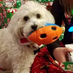 19K views · 380 reactions | UPDATE (03/18): BELLA IS REUNITED WITH HER FAMILY!!! After a couple of weeks away, this little one is finally home. Thank you all for your hard work spreading the news. These incredible reunions could not happen without your help. PLEASE SHARE! Lost dog! Bella, a Bichon, Shih Tzu Mix, was last seen on Sunday, March 4 in Jamaica, Queens, NY. Please call (917) 909-2532 with any info! Follow Bella's Story here → https://fs.do/qrqciy | Shadow | Facebook