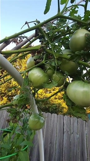 Growing Tomatoes #containergardening #garden #tomatoes