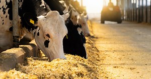 In-organic vs. Organic: Which trace mineral form are your dairy animals eating?