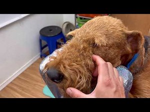 Eyebrows - Handstripping and Shaping Brows for a Terrier Expression.