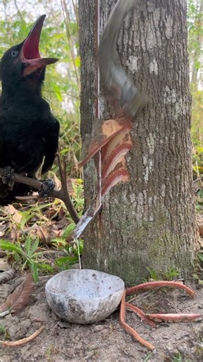 How Come This Rubber Tree Is So Hard #rubberfarmer #oddlysatisfying #rubberlatex #sapdrip