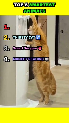 TOP 5 SMARTEST ANIMALS. #funny #animals #dog #cat #pets #ranking #meme #viral