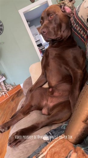 Moo is going thru it today 😮‍💨 ## This content is owned by @melandmoose on Tik Tok. Our only other account is @ mr.moosehakes on Instagram. We are not on Facebook. Please report all fake pages and stolen videos.