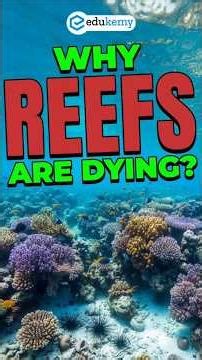 Caribbean Reef Crisis 🚨 | Hard Coral Cover Plummets 48%