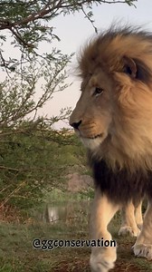 34K views · 2K reactions | “When God created lions he didn’t miss a beat” ~ a quote from our recent US guest Jen upon seeing Tarzan up close.. we agree they are PERFECTION!! Tarzan marking territory before joining his brother Zorro  | GG Conservation Glen Garriff | Facebook