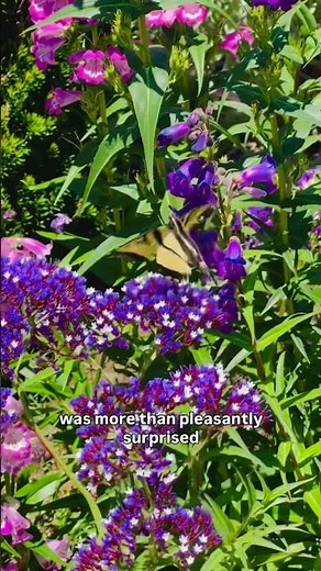 Filoli Historic Gardens delighted this wild gardener