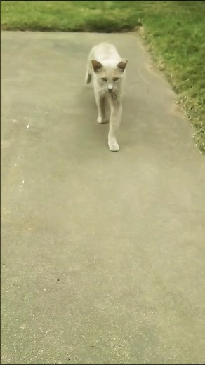 Meet Aunt Maple #cats #realitytv