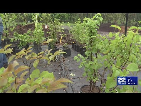 Springfield community partners with Eversource to plant trees across the city