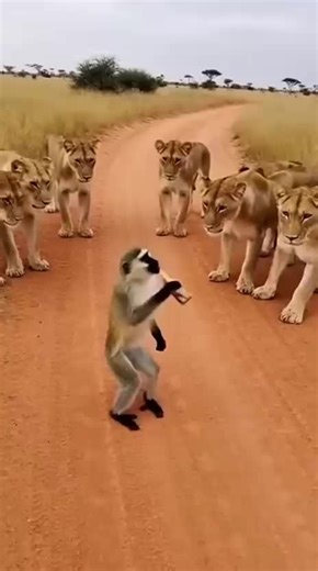 The monkey demonstrates drunken boxing 😂 #funny #funnyvideo #fyp #lion