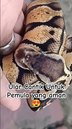 Ular ball python ular yang aman untuk pemula #ular #hewanpeliharaan #ballpython