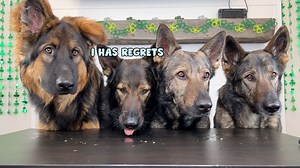 Four German Shepherds Review Foods 🥰 How rude is Onyx?! I think I need to do a canine dumpster food review with Onyx vs Jade #dog #germanshepherd #cute #ASMR | Jade the Sable GSD