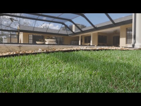 Empire Zoysia - The Grass for The South