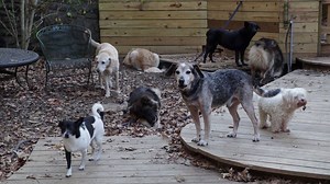 A few moments in time, right before dinnertime..... caution: lots of barking | Old Friends Senior Dog Sanctuary