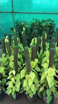 Best plants for the month of march