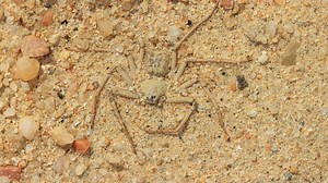 What Makes the Six-Eyed Sand Spider So Lethal