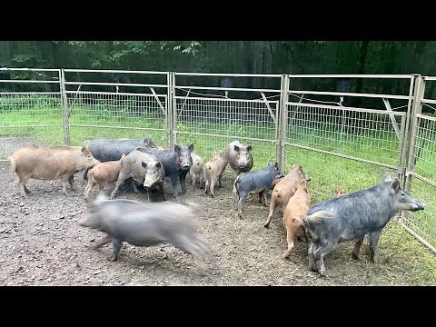 Catching big hogs in the 4 door panel trap.