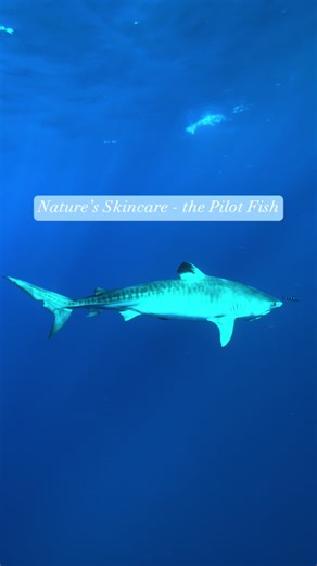 Understanding the Relationship Between Sharks and Pilot Fish