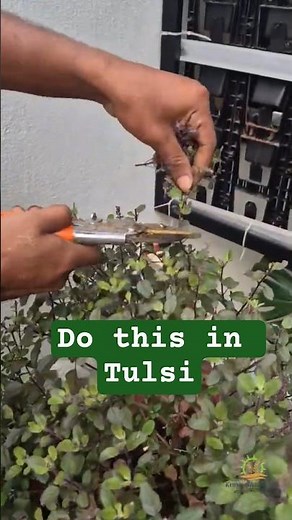 Tulsi Growing Tips |How to grow Tulsi #tulsicare