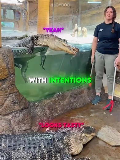 Feeding alligator gone wrong 🐊 #shorts