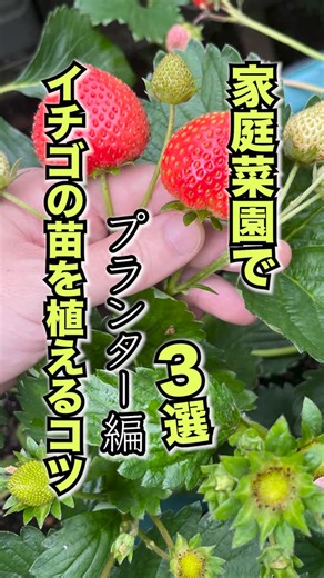 Daisuke Miyazaki on Instagram: "家庭菜園でイチゴの苗を植えるコツ3選プランター編 続き➡️ こんにちは。家庭菜園に役立つ情報を『1分』で紹介しています👨‍🌾 私の実家は農業をしていて、小学生の頃から野菜を育てるのが好きでした！ そこで、大学と大学院で農学部に進学し園芸学を専攻して、イチゴ栽培の研究で『農学修士号』を取りました。 2013年から海外と日本でイチゴや野菜の育て方を教える仕事をしています。 コロナを機に、YouTubeやSNSでも情報発信を始めました📹 YouTubeでは『趣味の家庭菜園からガチ農業まで』をテーマに発信しています。 20万人を超える方にチャンネル登録して頂き、600本を超えるお役立ち動画があるので、ぜひ観てみてください👍 出版社から「41種類の野菜と果物のリボベジの本」と、「イチゴのプランター栽培」の本を出版したので、本屋さんで探してみてね👀 イチゴや野菜、観葉植物の育て方に興味がある人は、ぜひフォローをお願いします🙇 👉 @yasai_garden #家庭菜園 #家庭菜園好きな人と繋がりたい #家庭菜園初心者 #