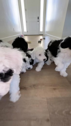 Utah Goldendoodles | puppy POV #sheepadoodle #puppy #puppies #sheepadoodlepuppy | Instagram