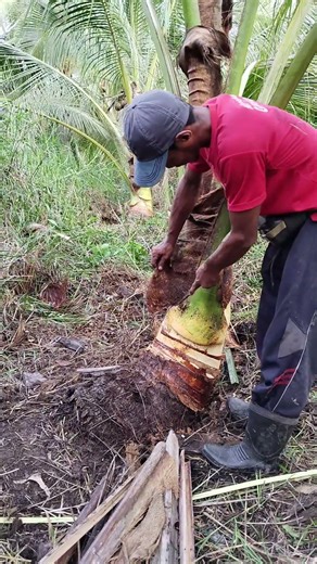 perawatan pohon kelapa