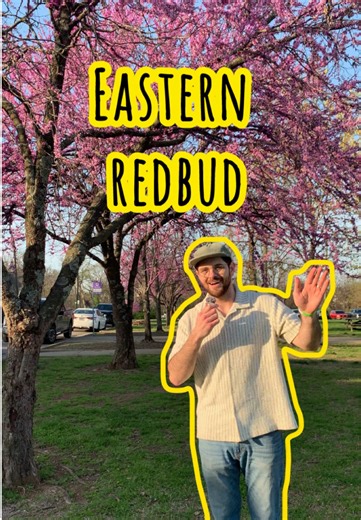 You spoke and we listened! Here’s an episode about Eastern Redbud🕺🏻#tiktoklearningcampaign #plants #tree #redbud