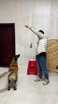 Revive Your Mastiff's Energy: Ultimate Family Dog Training Guide