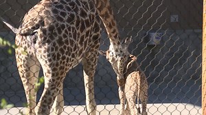 WATCH: A too-cute baby giraffe made its debut at a Salt Lake City zoo. https://www.wthr.com/1931456 | WTHR-TV