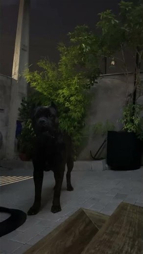 Cane Corso Monstro do Pântano está ao vivo!