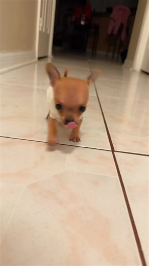 Adorable Teacup Chihuahua Puppies in Tampa Bay