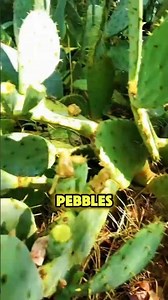 Prickly Pear Fruit Has Invisible Fine Thorns Trap! #Shorts #PricklyPear #CactusPear