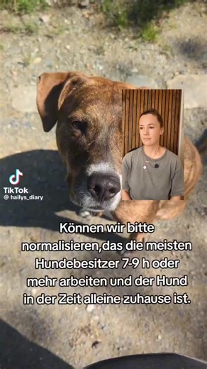 Hund allein lassen: Verantwortung oder Normalität?