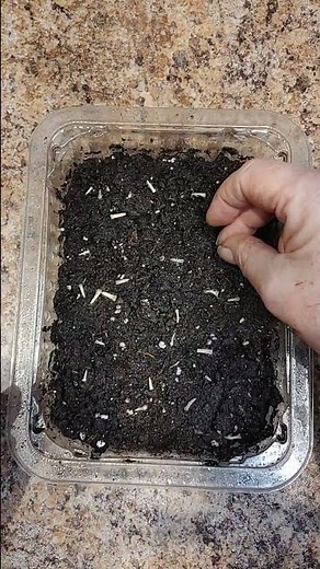 Globe Thistle planting. #globethistle #seeds #planting #garden