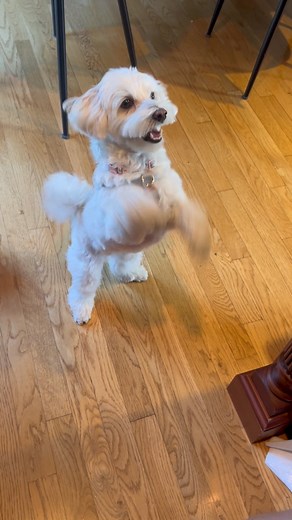 77K views · 3K reactions | Sometimes I swear dad loves the toys more than the dog 笠 #puppylove #puppylife #doglover #dogtoy #dog #DogMomLife #doglife | LouieMaltipoo2021 | Facebook